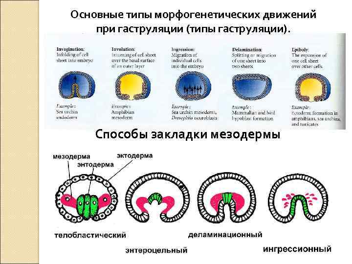 Есть ли целомические животные не укладывающиеся в схему первично и вторичноротости