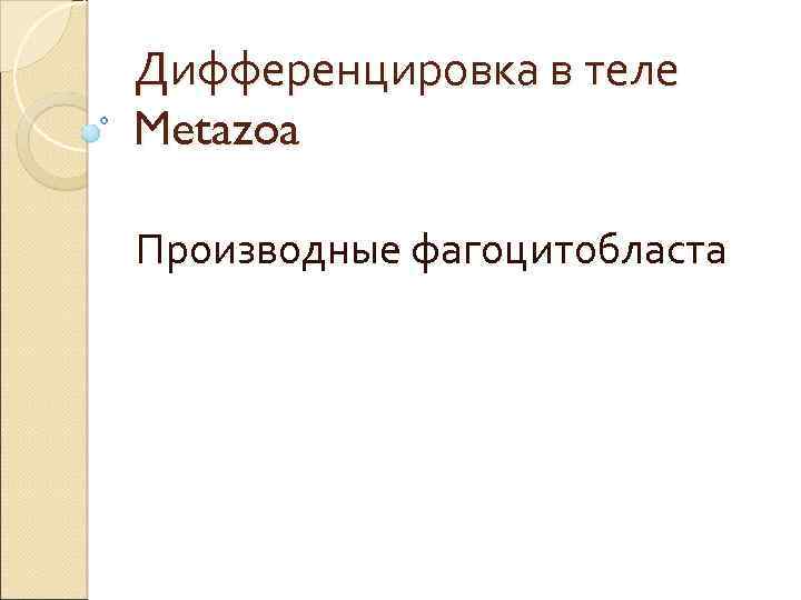 Дифференцировка в теле Metazoa Производные фагоцитобласта 