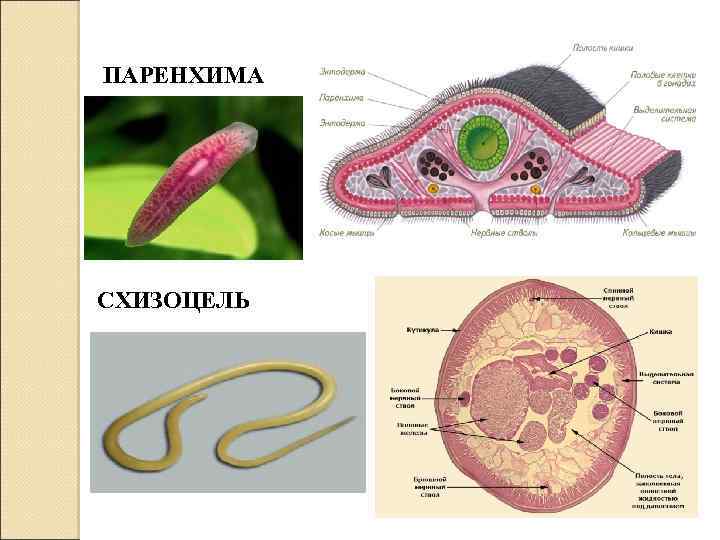 ПАРЕНХИМА СХИЗОЦЕЛЬ 