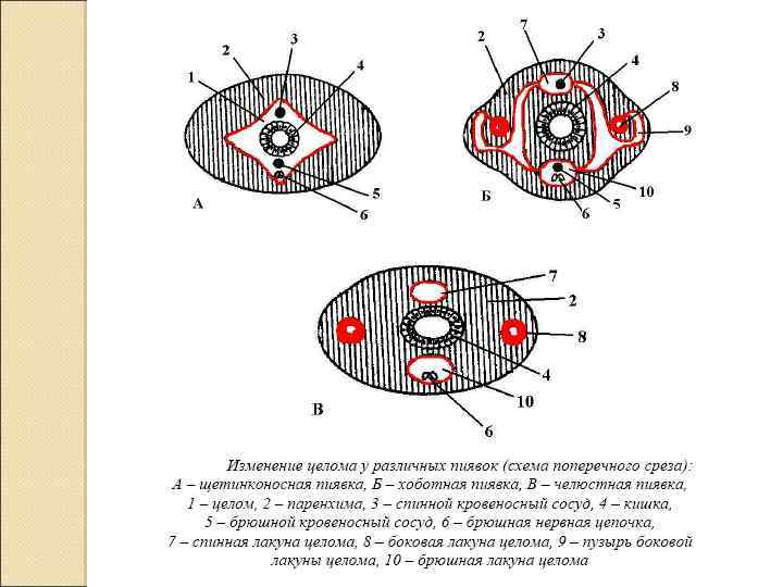 Есть ли целомические животные не укладывающиеся в схему первично и вторичноротости