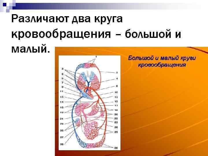 Различают два круга кровообращения – большой и малый. 