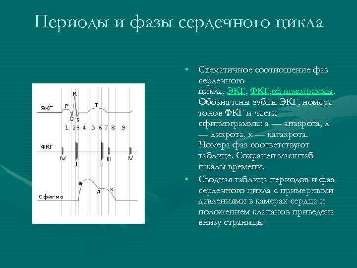 Фазы сердечного цикла давление