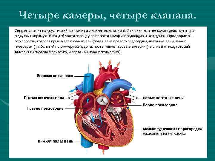 Сердце человека разделено сплошной перегородкой на левую. Сердце строение топография анатомия. Топографическая анатомия сердца. Топография сердца человека анатомия. Топография клапанов сердца анатомия.