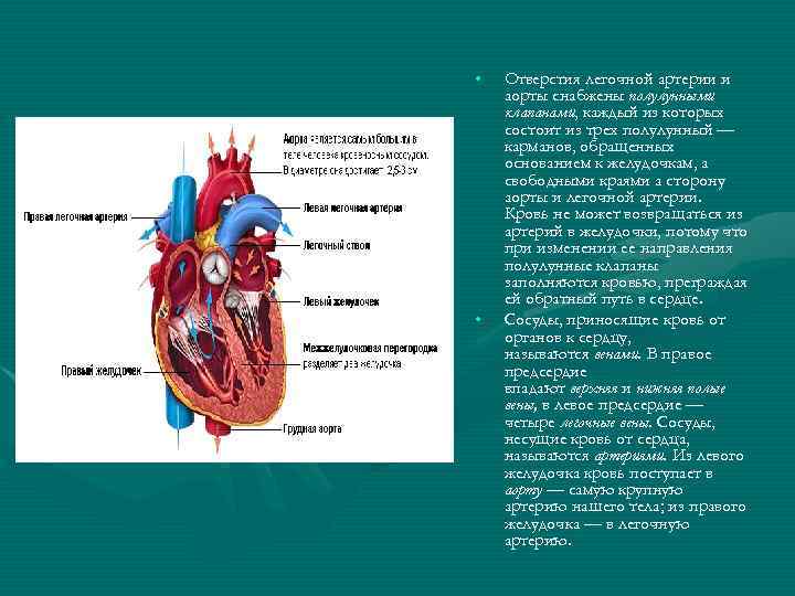  • • Отверстия легочной артерии и аорты снабжены полулунными клапанами, каждый из которых