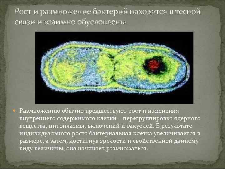 Рост и размножение бактерий находятся в тесной связи и взаимно обусловлены. Размножению обычно предшествуют