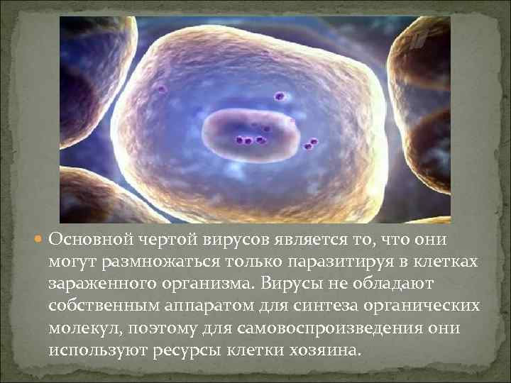  Основной чертой вирусов является то, что они могут размножаться только паразитируя в клетках