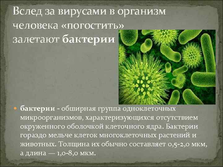 Вслед за вирусами в организм человека «погостить» залетают бактерии - обширная группа одноклеточных микроорганизмов,
