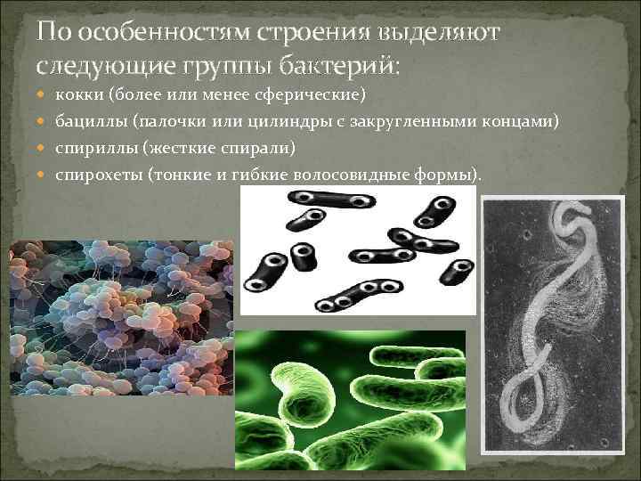 По особенностям строения выделяют следующие группы бактерий: кокки (более или менее сферические) бациллы (палочки