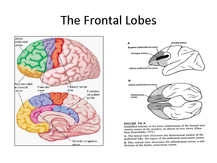 The Frontal Lobes 