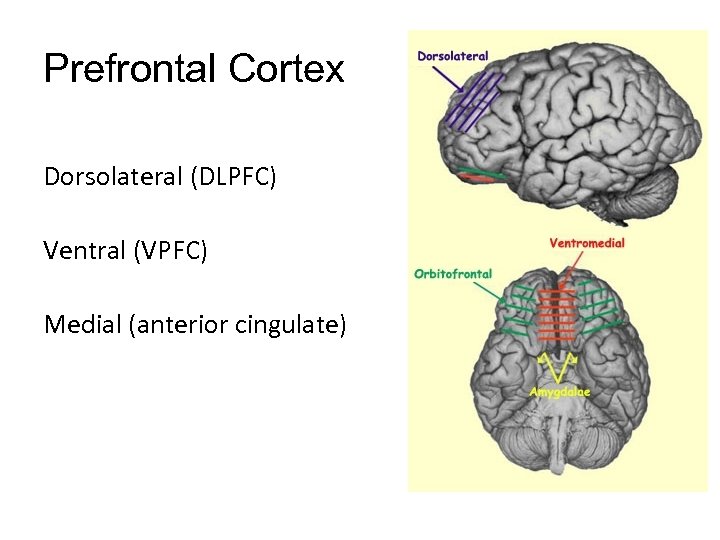 Prefrontal Cortex Dorsolateral (DLPFC) Ventral (VPFC) Medial (anterior cingulate) 