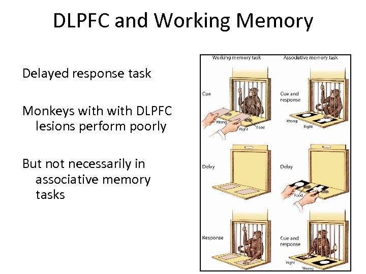 DLPFC and Working Memory Delayed response task Monkeys with DLPFC lesions perform poorly But