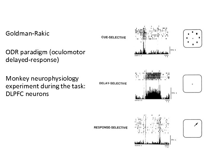 Goldman-Rakic ODR paradigm (oculomotor delayed-response) Monkey neurophysiology experiment during the task: DLPFC neurons 
