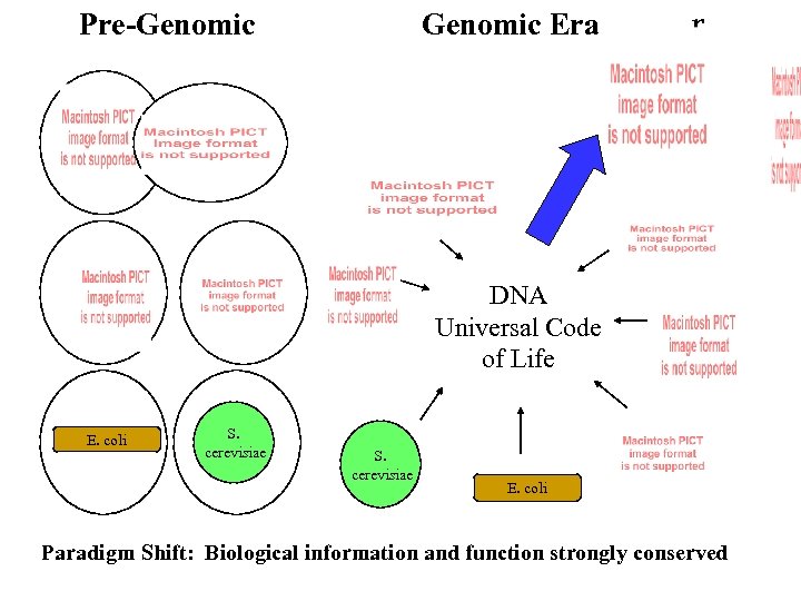 Pre-Genomic Era r DNA Universal Code of Life E. coli S. cerevisiae E. coli