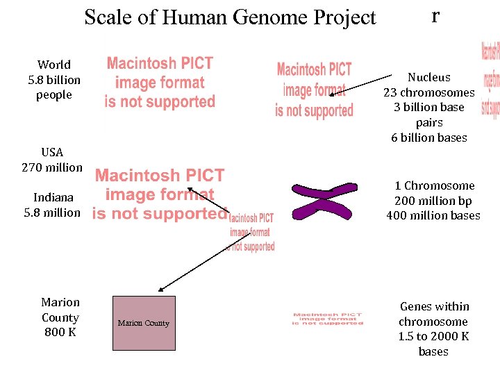 Scale of Human Genome Project World 5. 8 billion people r Nucleus 23 chromosomes