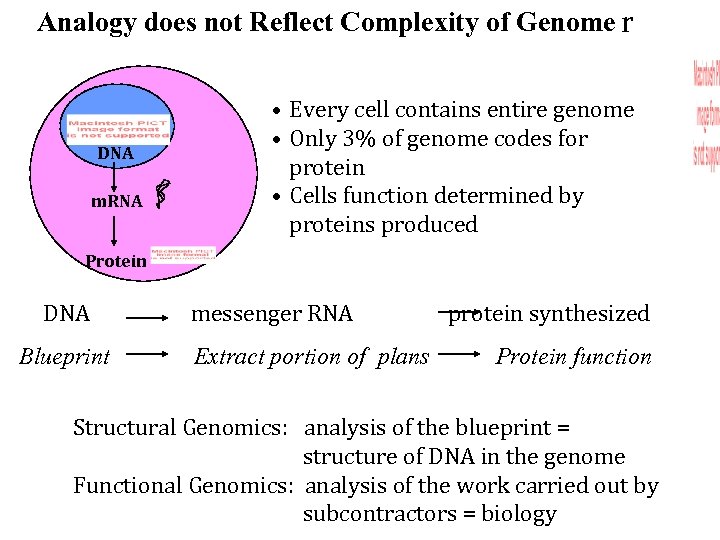 Analogy does not Reflect Complexity of Genome r DNA m. RNA • Every cell