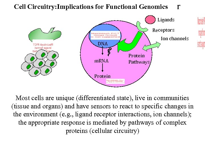 Cell Circuitry: Implications for Functional Genomics r Ligands Receptors Ion channels DNA m. RNA