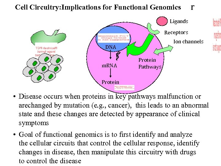 Cell Circuitry: Implications for Functional Genomics r Ligands Receptors Ion channels DNA m. RNA