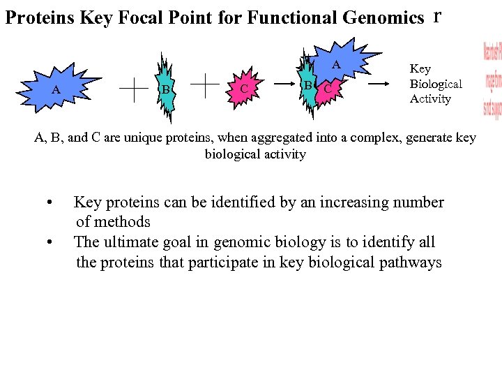 Proteins Key Focal Point for Functional Genomics r A A B C Key Biological