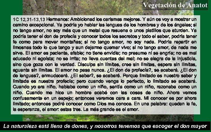 Vegetación de Anatot 1 C 12, 31 -13, 13 Hermanos: Ambicionad los carismas mejores.