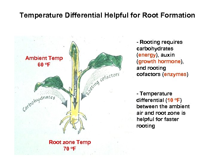 Temperature Differential Helpful for Root Formation Ambient Temp 60 o. F - Rooting requires