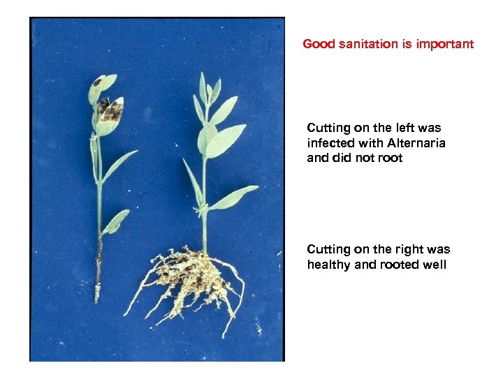 Good sanitation is important Cutting on the left was infected with Alternaria and did
