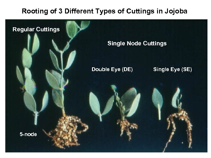 Rooting of 3 Different Types of Cuttings in Jojoba Regular Cuttings Single Node Cuttings