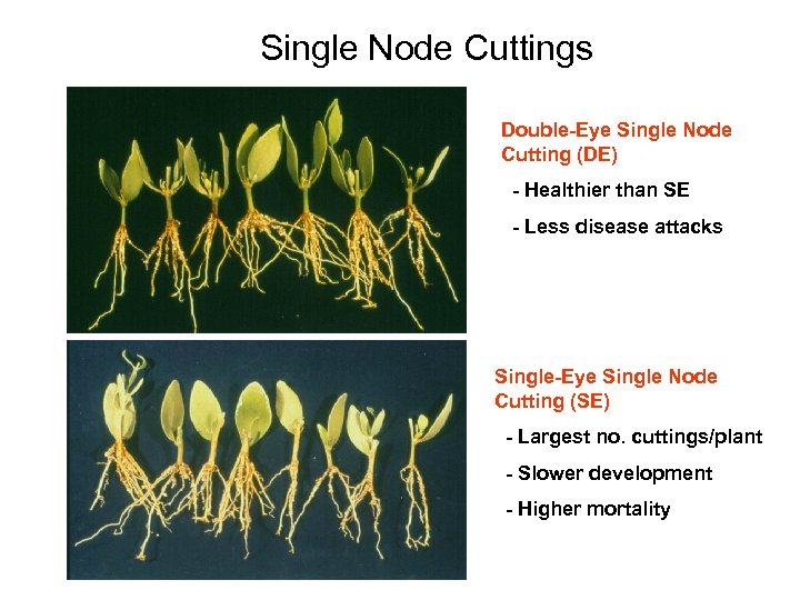 Single Node Cuttings Double-Eye Single Node Cutting (DE) - Healthier than SE - Less
