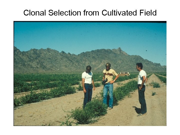 Clonal Selection from Cultivated Field 