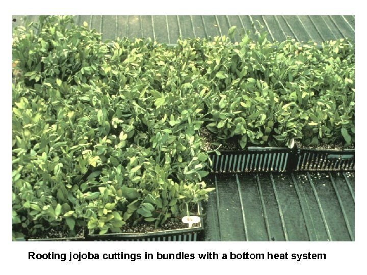Rooting jojoba cuttings in bundles with a bottom heat system 