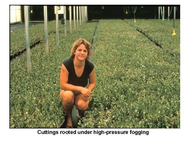 Cuttings rooted under high-pressure fogging 