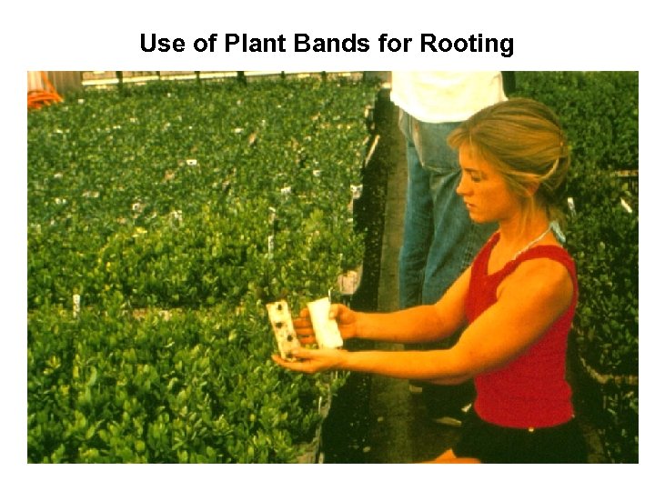 Use of Plant Bands for Rooting 