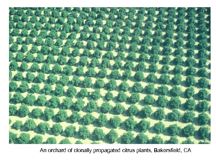 An orchard of clonally propagated citrus plants, Bakersfield, CA 