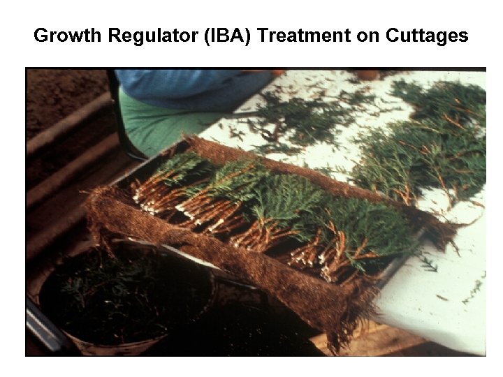 Growth Regulator (IBA) Treatment on Cuttages 