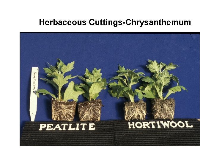 Herbaceous Cuttings-Chrysanthemum 