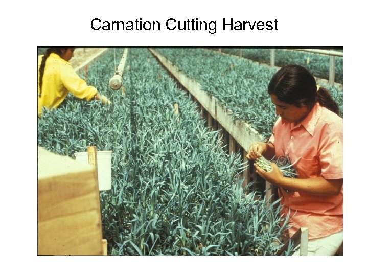 Carnation Cutting Harvest 