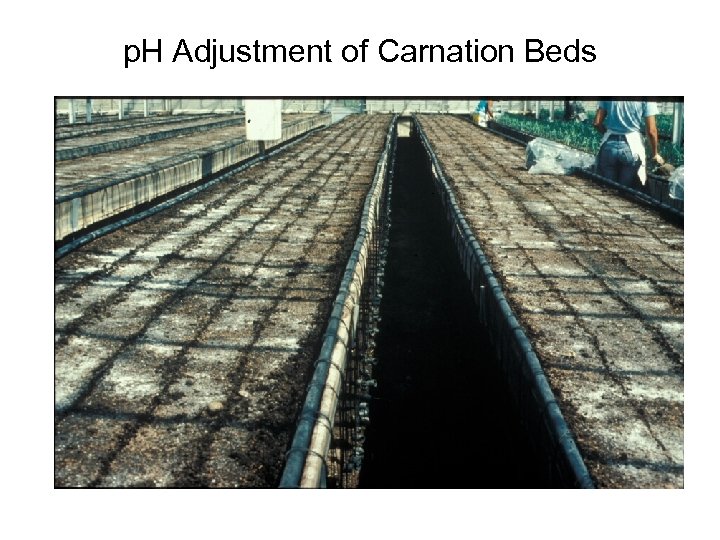 p. H Adjustment of Carnation Beds 