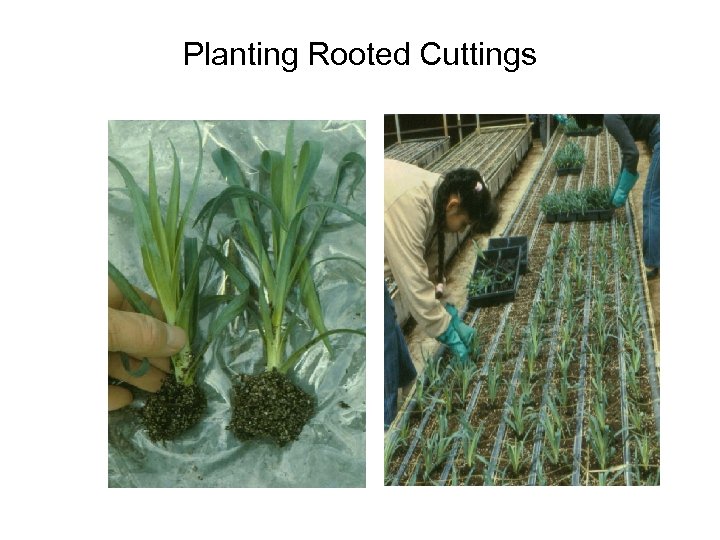 Planting Rooted Cuttings 