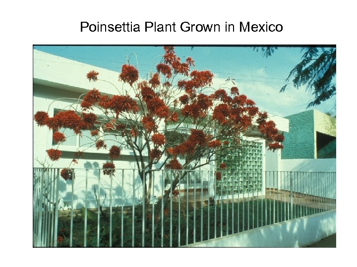 Poinsettia Plant Grown in Mexico 