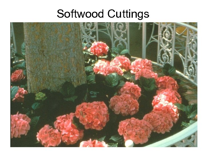 Softwood Cuttings 