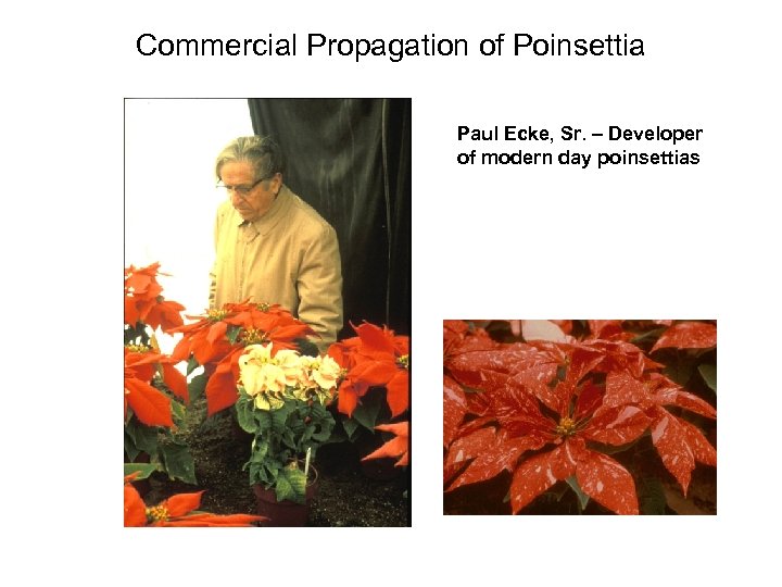 Commercial Propagation of Poinsettia Paul Ecke, Sr. – Developer of modern day poinsettias 