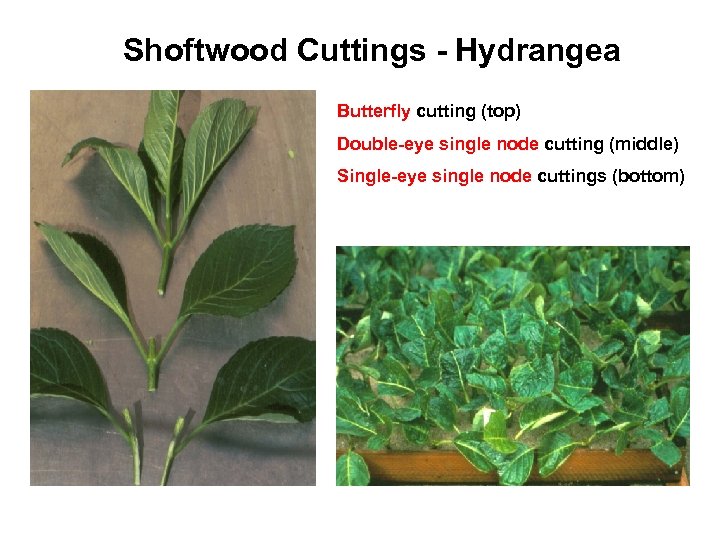 Shoftwood Cuttings - Hydrangea Butterfly cutting (top) Double-eye single node cutting (middle) Single-eye single