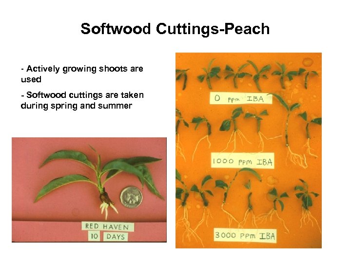Softwood Cuttings-Peach - Actively growing shoots are used - Softwood cuttings are taken during