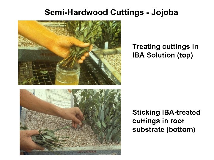 Semi-Hardwood Cuttings - Jojoba Treating cuttings in IBA Solution (top) Sticking IBA-treated cuttings in