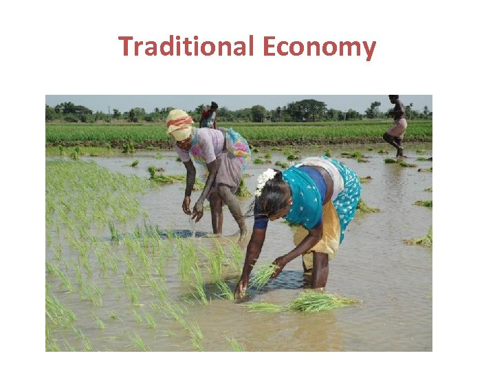 Traditional Economy 