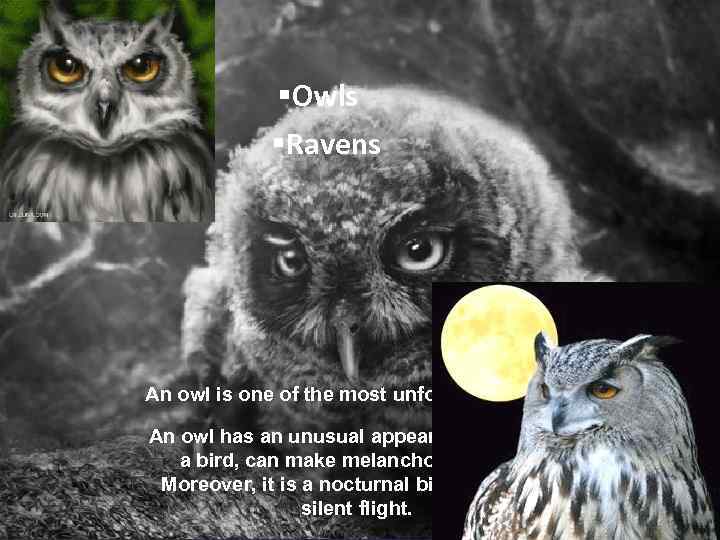 §Owls §Ravens An owl is one of the most unfortunate birds. An owl has