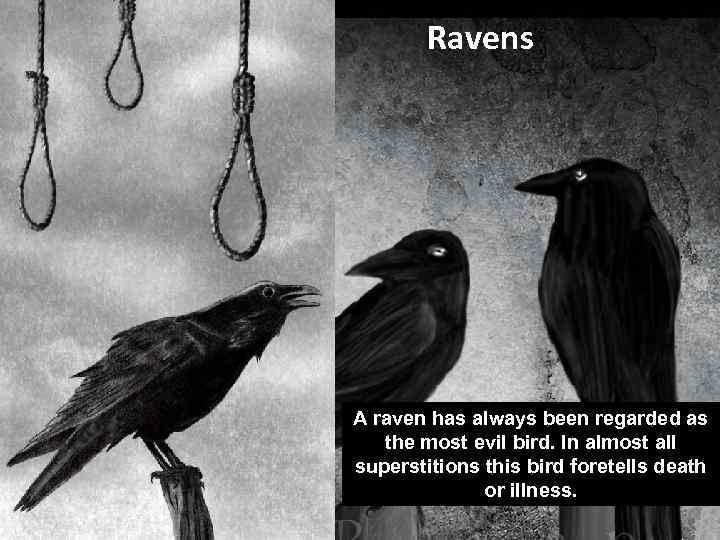 Ravens A raven has always been regarded as the most evil bird. In almost