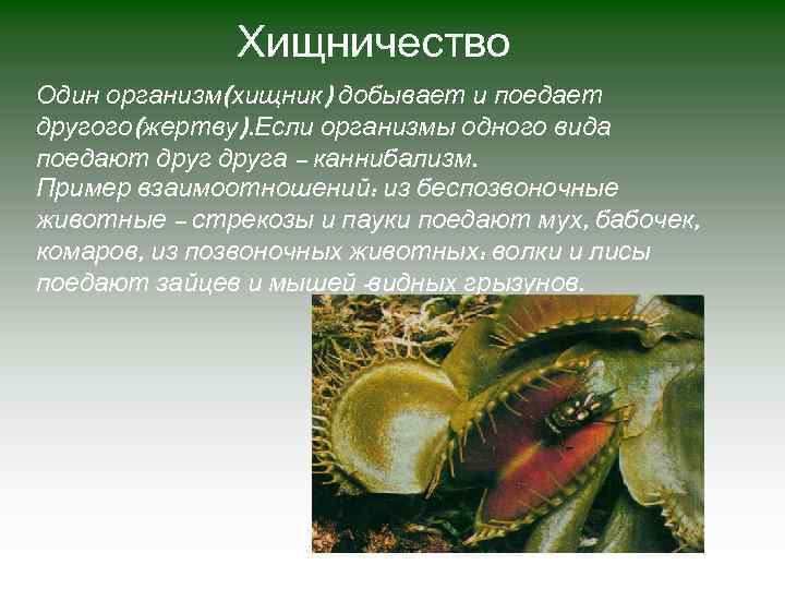 Хищничество Один организм(хищник) добывает и поедает другого(жертву). Если организмы одного вида поедают друга –
