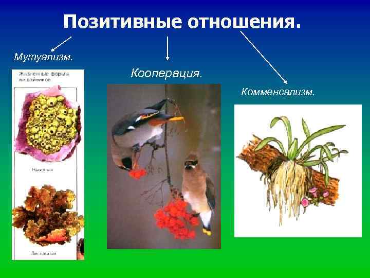 Позитивные отношения. Мутуализм. Кооперация. Комменсализм. 