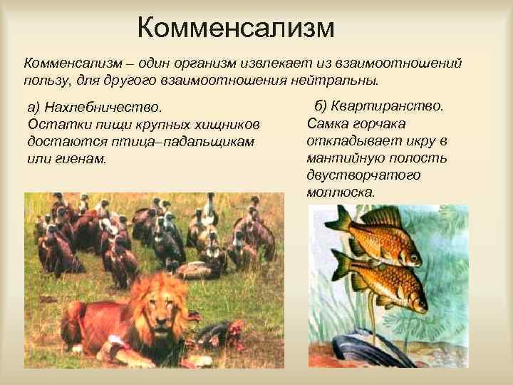 Комменсализм – один организм извлекает из взаимоотношений пользу, для другого взаимоотношения нейтральны. а) Нахлебничество.