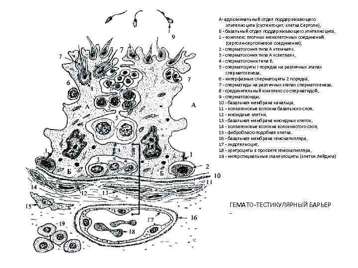 А- адлюминальный отдел поддерживающего эпителиоцита (сустентоцит, клетка Сертоли), Б - базальный отдел поддерживающего эпителиоцита,